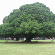 Vendita ed installazione alberi monumentali, siepi ed arbusti